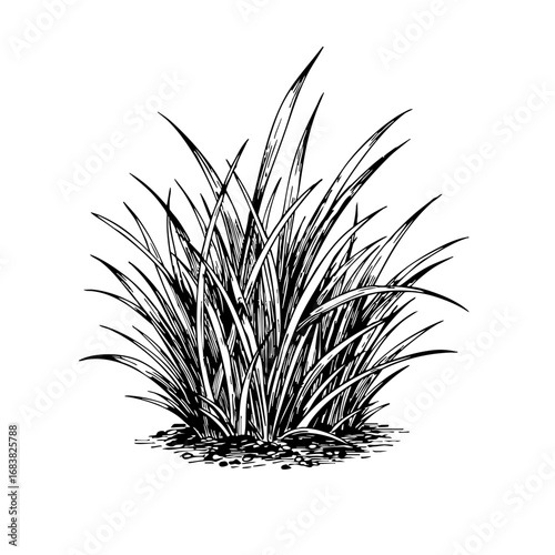 Vintage sketch of grass with detailed blades and shading  