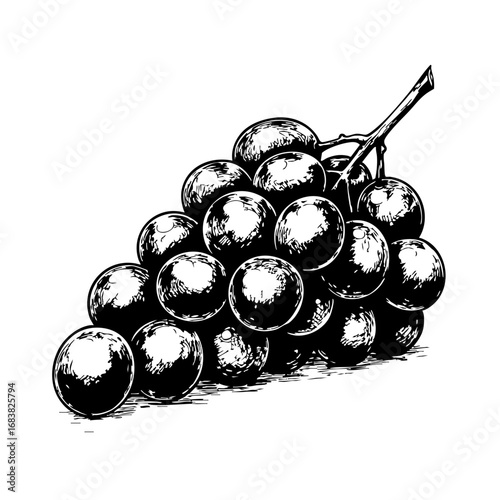 Vintage sketch of a bunch of grapes on a white background  