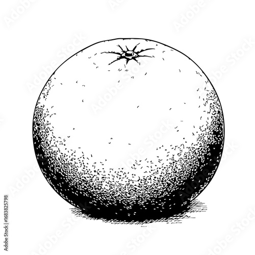 Vintage sketch of a grapefruit fruit in detailed shading  