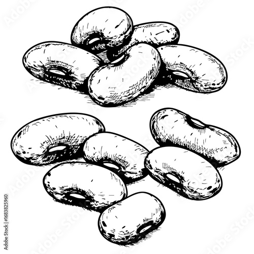 Vintage sketch of kidney beans in realistic detail  