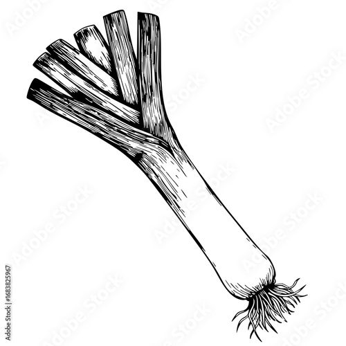 Vintage sketch of a fresh leek with roots and green tops  
