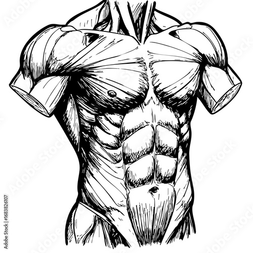 Vintage sketch of a muscular human torso with detailed anatomy  