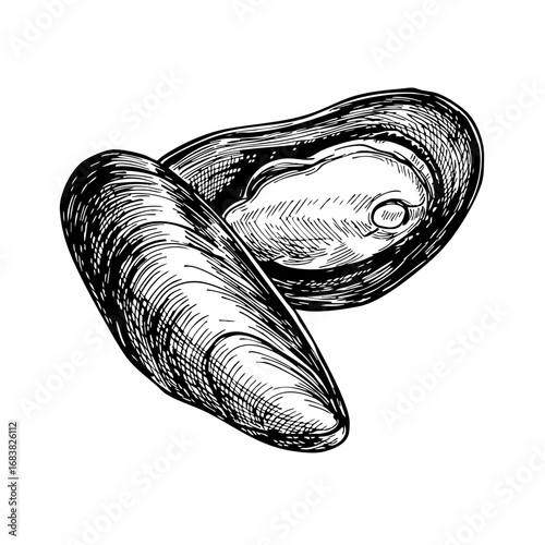 Vintage sketch of an open mussel shell with visible interior  