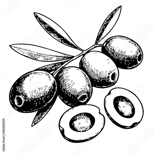Vintage sketch of olives with leaves and halved fruit  