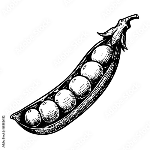 Vintage sketch of a pea pod with green peas inside  