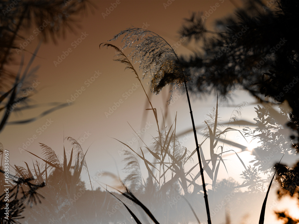 Fototapeta premium Abstract double exposure of reeds and trees against sunset light. Trendy minimalistic nature background with calm atmosphere, mindfulness vibes and eco aesthetics for modern design. Poster art. Nature