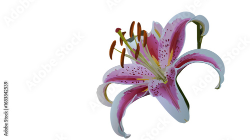 Closeup of a pink and white lily flower, capturing the beauty and elegance of natures floral bloom in vibrant detail