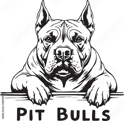 Detailed Pit Bull Dog Face Drawing

