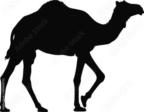 Silhouette of a dromedary camel walking on a vector