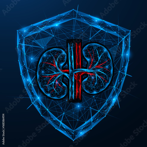Kidney health shield. Kidneys with blood vessels on the background of a shield. Protection of health and internal organs, medical technologies, nephrology and body safety.