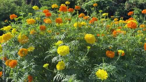 Marigold Tagetes yellow and orange flowers.