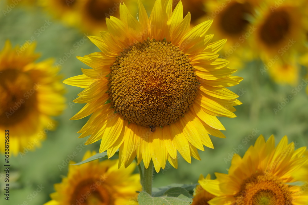 Fototapeta premium Beautiful Sunflowers on a Hot Sunny Afternoon
