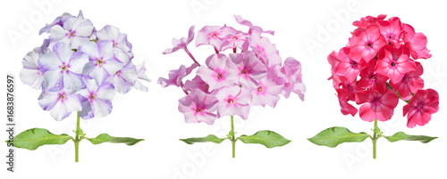 Tableau sur toile set of colorful phlox flowers isolated on transparent background