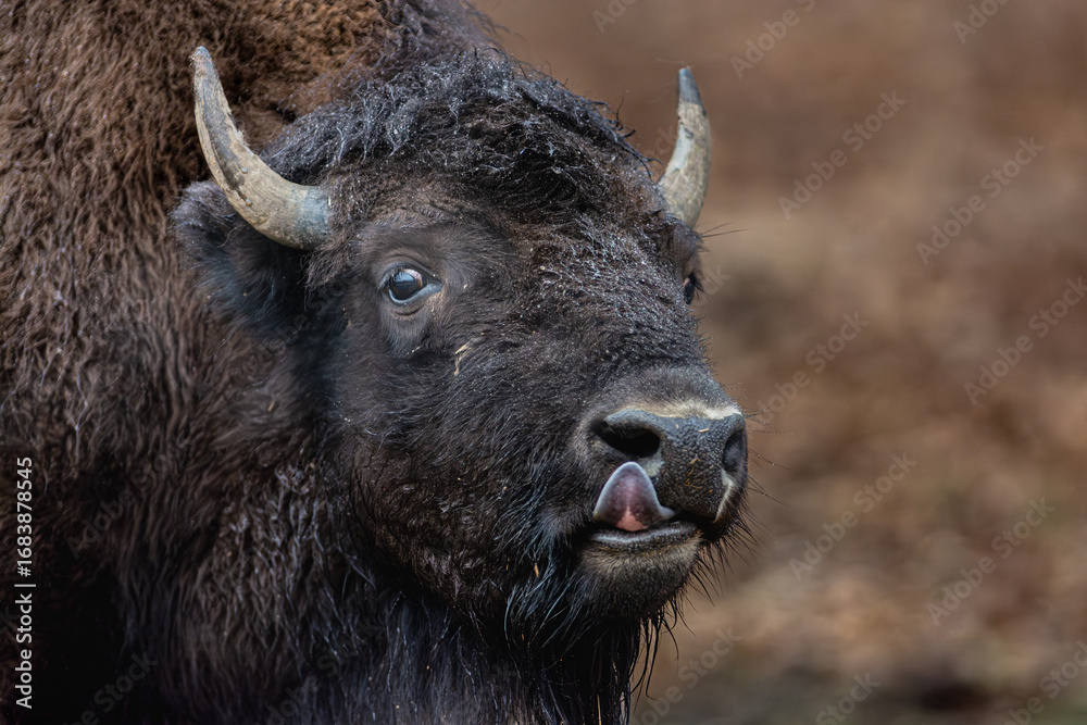 Fototapeta premium Cold Bison Licks his Nose