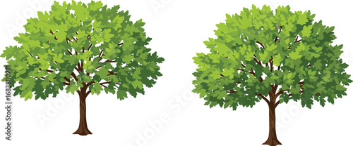 Lush green tree vector illustration, summer foliage, realistic leafy trees, natural forest element, isolated eco design, botanical clipart artwork