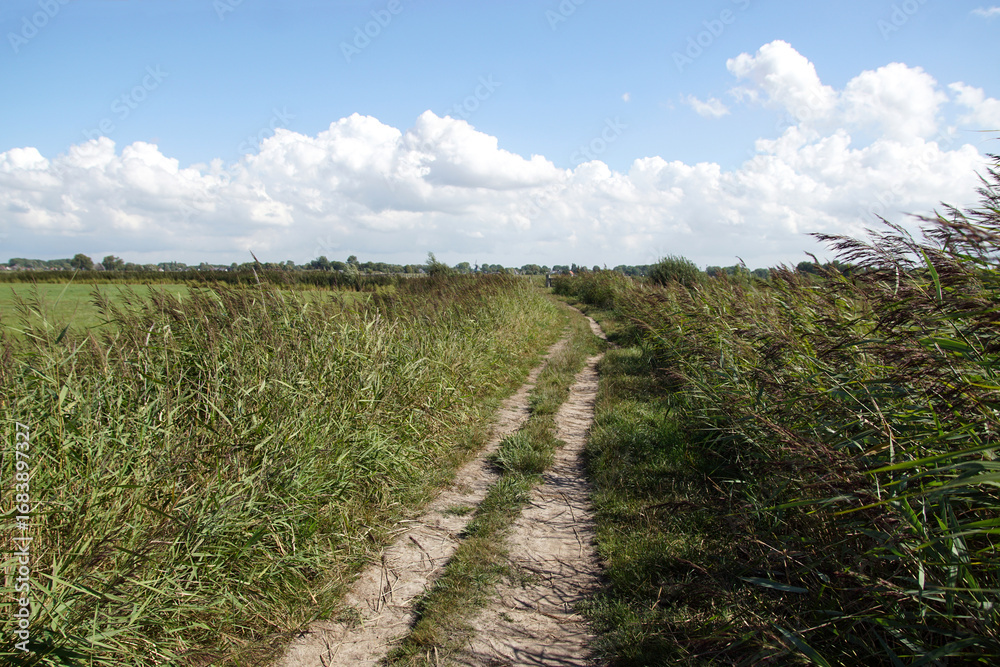 Obraz premium Meadows, unpaved path, flowering reeds, horizon. Saenegheest polder nature reserve near the Ditch village of Bergen. September, Netherlands.