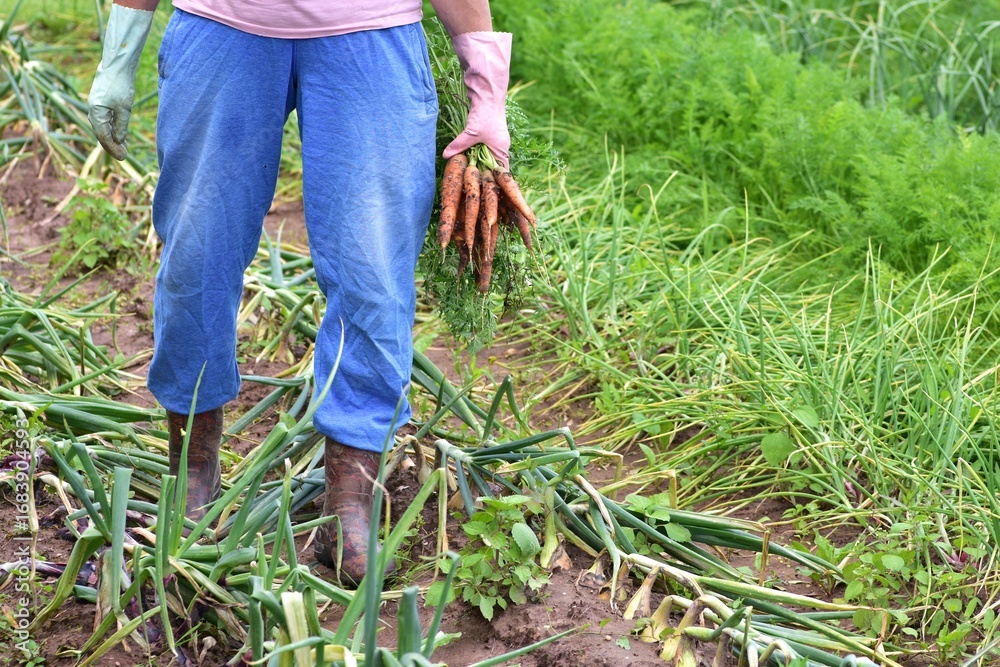 Fototapeta premium Farmer in blue pants and gloves holds freshly harvested carrots in green vegetable garden with onions. Rural agriculture and organic food growing.
