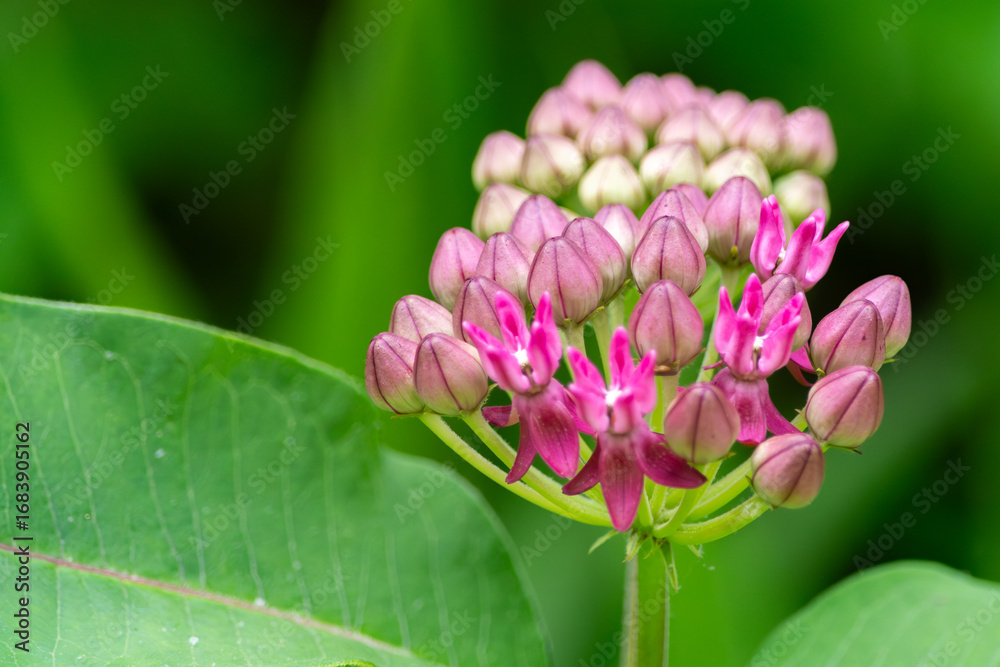 Obraz premium Offset Purple Milkweed