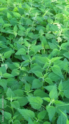 Stinging Nettles Swaying in the Wind – Natural Herbal Footage. 4k- resolution video clip showcasing a dense cluster of stinging nettles (Urtica dioica) gently moving in the breeze.