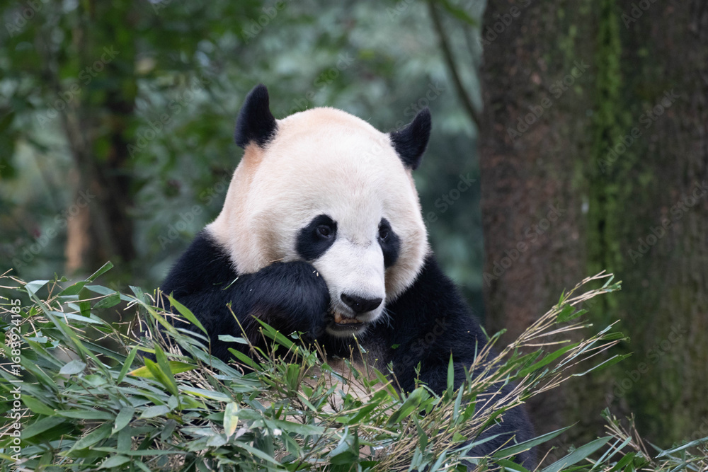 Fototapeta premium Panda returned from USA, Bei Bei, BiFengXia, China