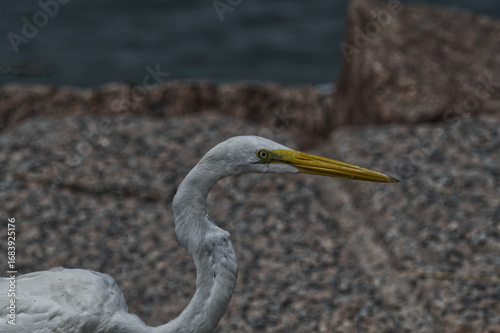 Close-Up of a Great Egret with a Sharp Yellow Beak Near Coastal Rocks