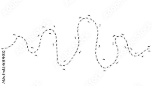 Ant trail. Walking group of black insects. Line of worker ants marching in search of food. Curve footpath of home pest isolated on transparent background. Vector