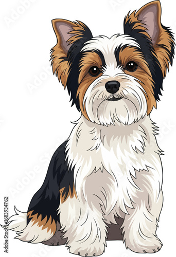 Biewer Terrier dog sitting cute front view vector illustration