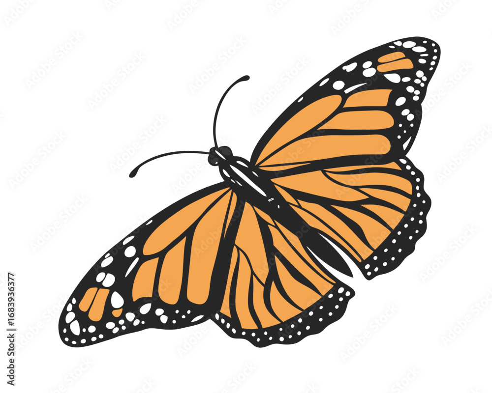 Fototapeta premium Beautiful Monarch Butterfly Illustration Isolated on White Background Insect Vector Graphic Artwork Decorative Element Design Asset Print Material