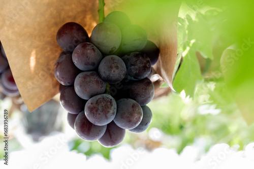ピオーネ農園で実っているピオーネの果実収穫風景、日本のブドウ園、岡山の葡萄畑、Fresh grapes on the vine in vineyard