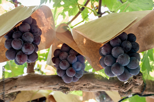 ピオーネ農園で実っているピオーネの果実収穫風景、日本のブドウ園、岡山の葡萄畑、Fresh grapes on the vine in vineyard