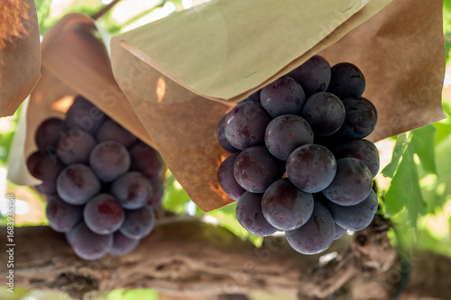 ピオーネ農園で実っているピオーネの果実収穫風景、日本のブドウ園、岡山の葡萄畑、Fresh grapes on the vine in vineyard