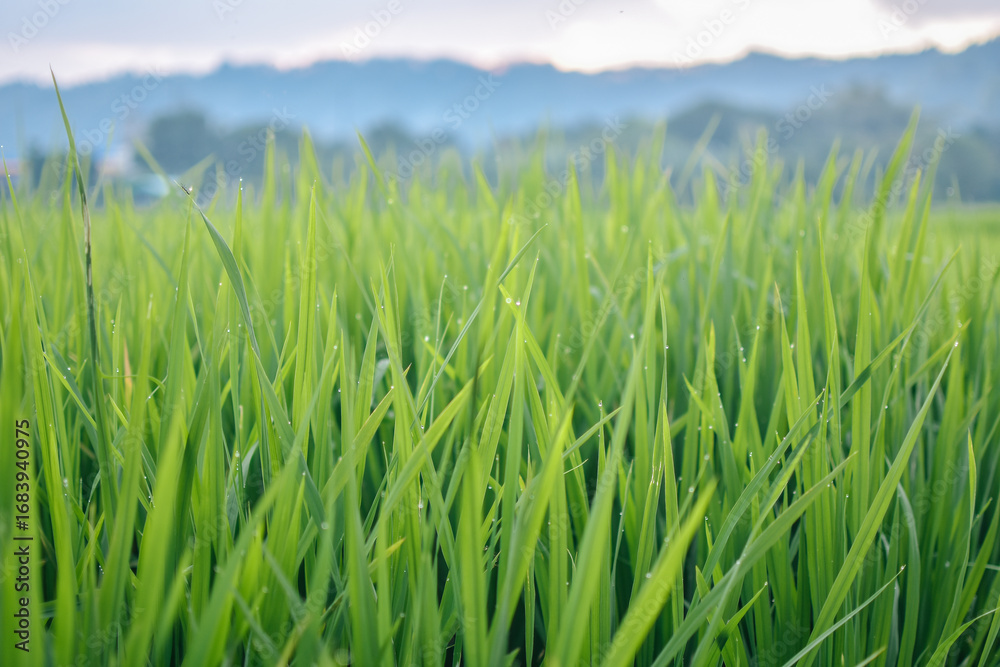 Obraz premium Dew-kissed green rice paddy leaves with morning droplets
