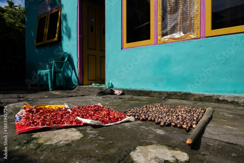 Nutmeg drying in the sun