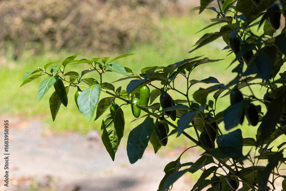 Obraz premium Jalapeno pepper growing in the garden