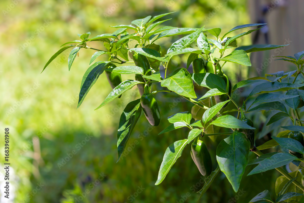 Obraz premium Jalapeno pepper growing in the garden