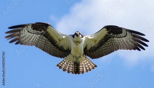 Osprey in flight against a clear sky