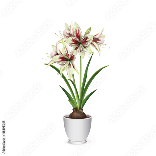 Hippeastrum (amaryllis) Papillio variety in a white ceramic pot. Realistic vector drawing for flower shop advertising banners, gift or room design project.