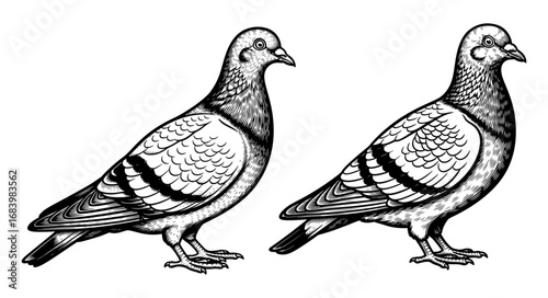 Vector art of two pigeons standing side by side, detailed black and white illustration