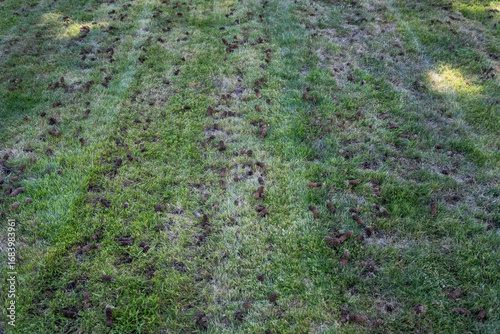 Fotografi Grass lawn after aeration to improve health by reducing compaction, dirt plugs l