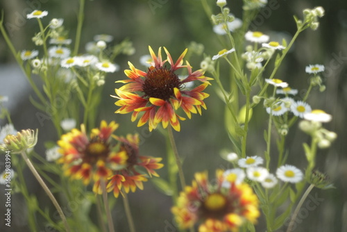 field of daisies