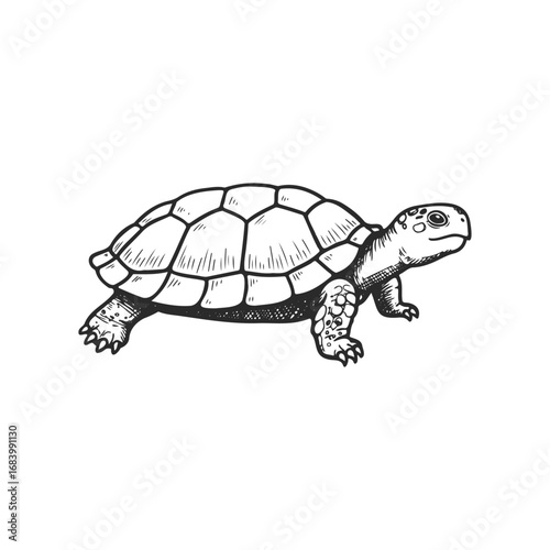 Detailed black and white illustration of a turtle with patterned shell