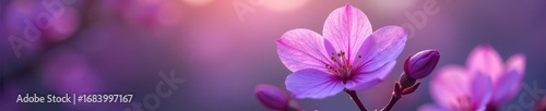 Delicate purple blossoms, soft petals unfurling , close-up, spring flowers, elegant