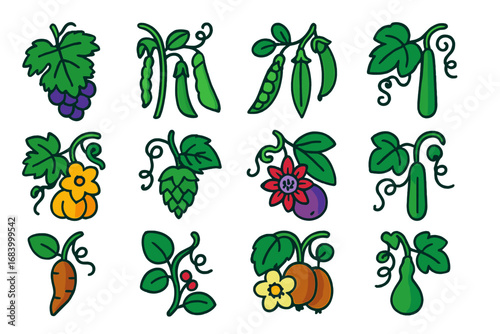 Vibrant Climbing Crop Icons. Flat vector icons of climbing crops: grapevine, pole beans, climbing pea, cucumber vine, squash vine,