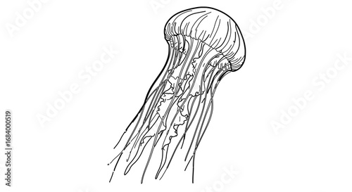 Illustration of a jellyfish with long tentacles, a marine animal in the ocean