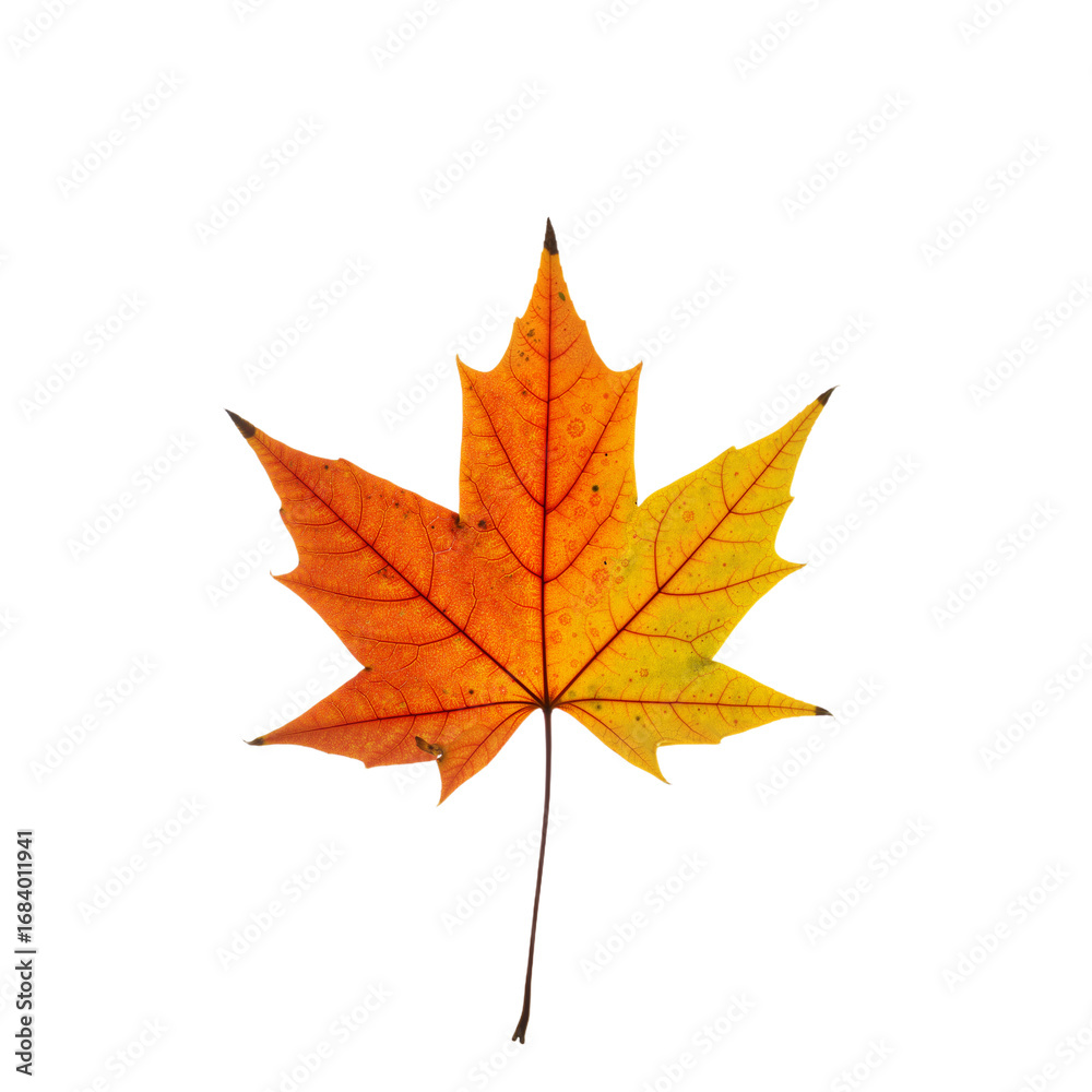 Fototapeta premium Fiery Maple Leaf in Autumn – Symbol of Change, Beauty, and Seasonal Grace