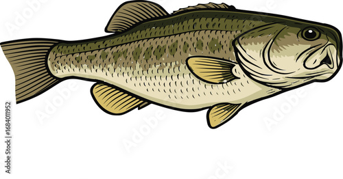 Largemouth Bass Fish Vector Illustration – Freshwater Fishing Design