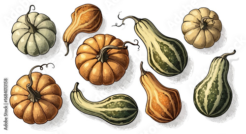 Illustration of Pumpkins and Gourds Vector SVG Design in Natural Organic Style for Autumn Seasonal Decor