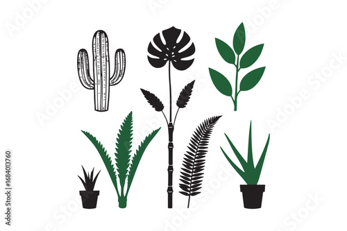 Collection of various potted houseplants and cacti