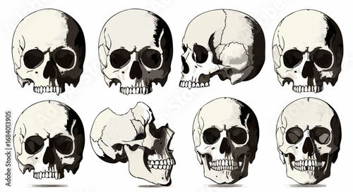 Minimalist Vector SVG Illustration of Skull Set Featuring Black and White Organic Shapes in Flat Design Style for Digital Art and Medical Visualization