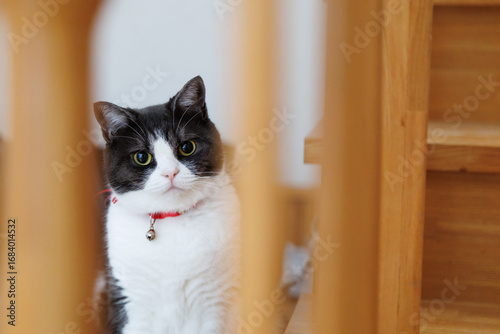 隙間から覗く猫